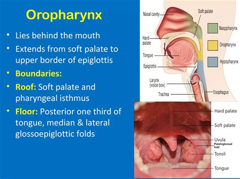 Upper respiratory system- anatomy | PPT