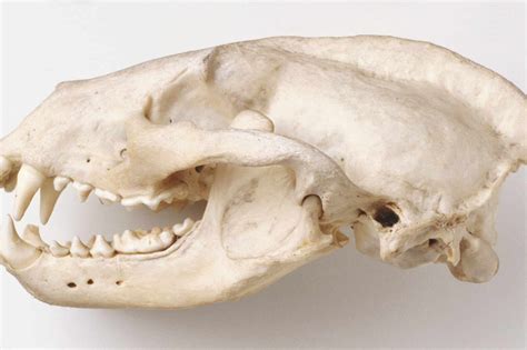 Eurasian Badger, meles meles specimen, side view of a badger's skull ...