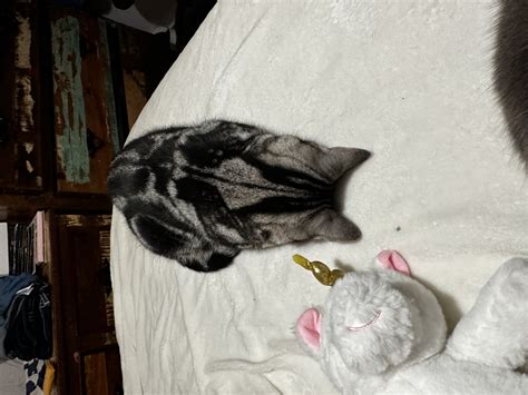 Overworked Meme 的图像结果