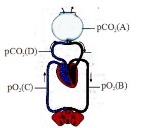 Find out the value of A, B, C and D in the above figure