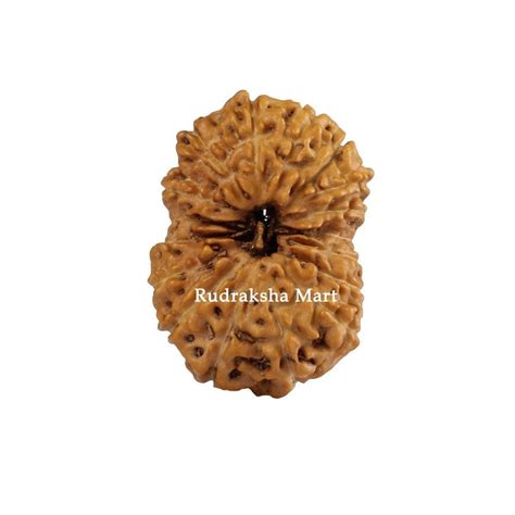 Buy Online 17 Mukhi Java Rudraksha Bead | Seventeen mukhi Java ...