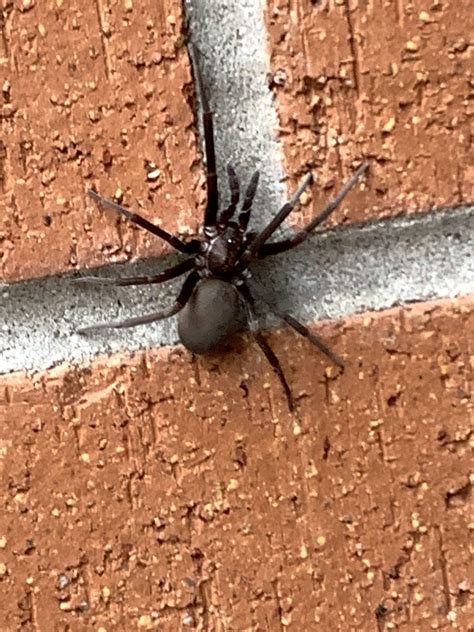 Female Kukulcania hibernalis (Southern House Spider) in Portsmouth ...