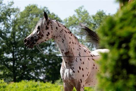 The rare medicine hat paint horse fascinating facts – Artofit