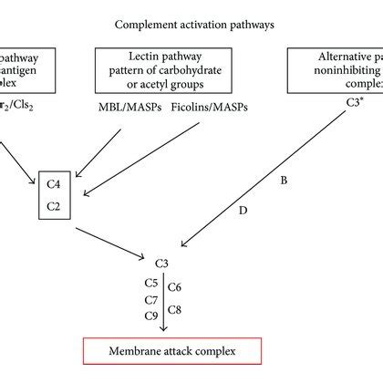 Image result for Complement Pathways Animation