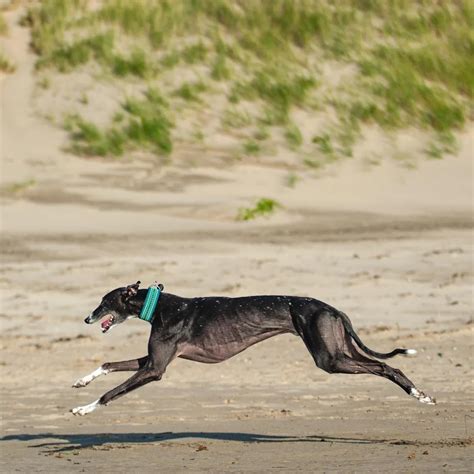 First time off lead on the beach. : r/Greyhounds