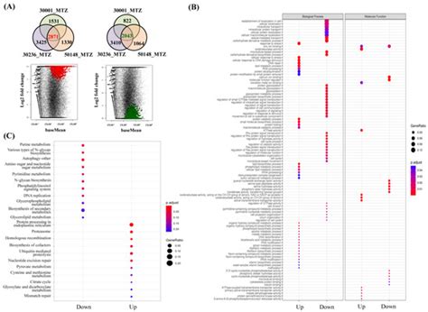 Dissecting the Transcriptomes of Multiple Metronidazole-Resistant and ...