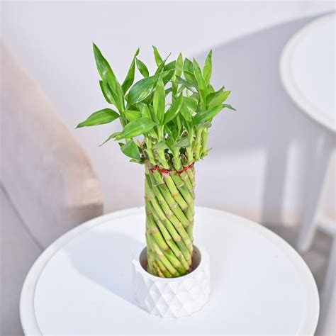 Buy Premium Lucky Wheel Bamboo Plant online in India. – Ugaoo