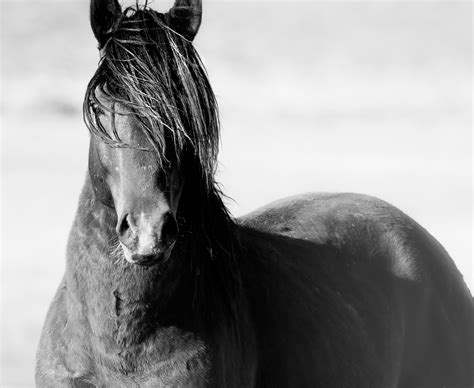 Shane Russeck - "Dust and Horses" 50x60 Black and White Photography ...
