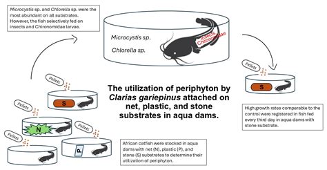 The utilization of periphyton by Clarias gariepinus (African catfish ...