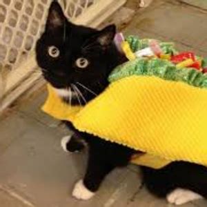 Cattles Kittens Rowblox Videos Channel by Azharla 的图像结果