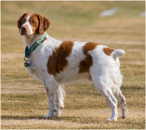 French Brittany vs English Springer Spaniel - Breed Comparison