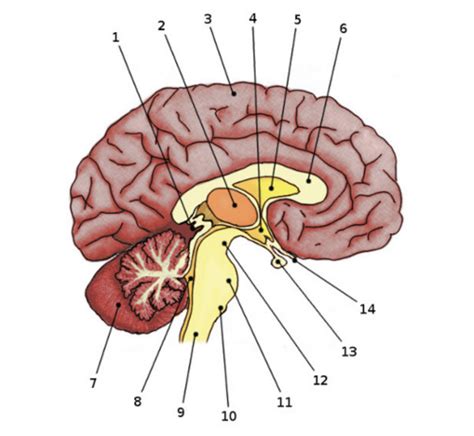 Brain Function Diagram 的图像结果