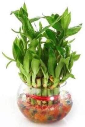 Real Nature Lucky Bamboo Plant Price in India - Buy Real Nature Lucky ...