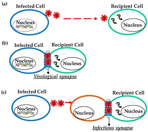 Types Of Circumcision Cuts