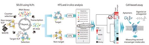 Nucleic Acid Aptamers Emerging as Modulators of G-Protein-Coupled ...