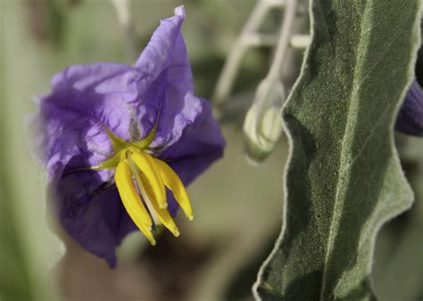 Solanum elaeagnifolium - Biodiversité végétale du sud-ouest marocain