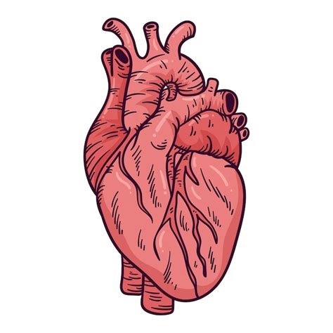 Echtes herz Bilder - Kostenloser Download auf Freepik