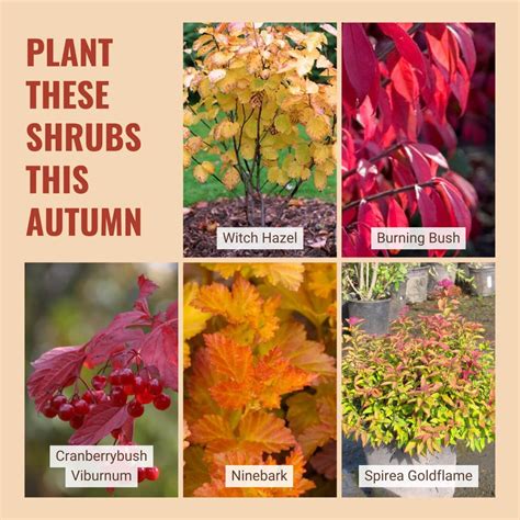 Fall Planting Guide