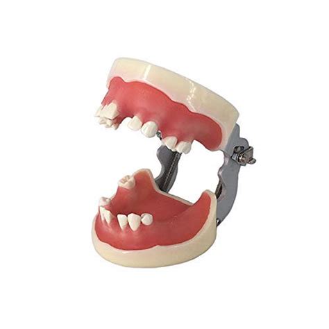 Buy XCTLZG Dental Teeth Missing Model Silicon Rubber Demo Model, Dental ...