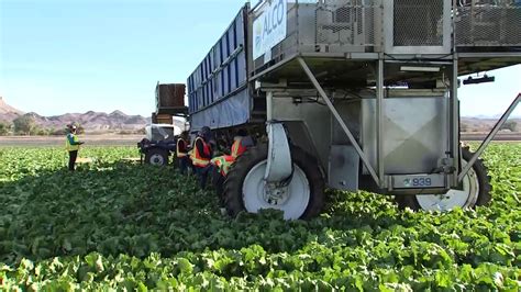 Yuma agriculture contributes $4.4 billion to Arizona, study says - agriculture in yuma
