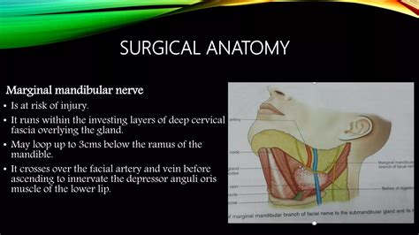 Marginal Mandibular Nerve