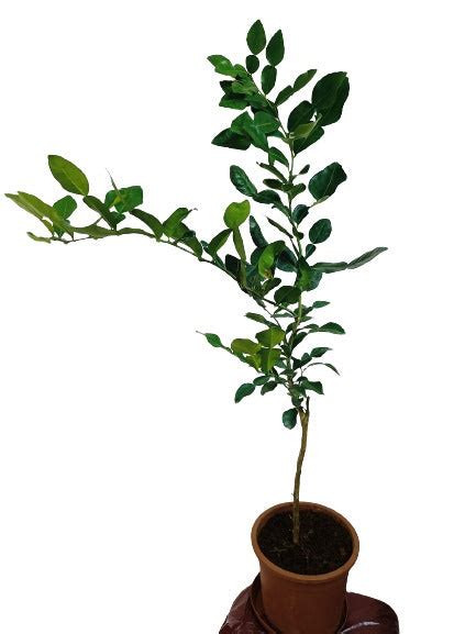 Makroot Leaves Live Potted Plant – Trikaya Online Store