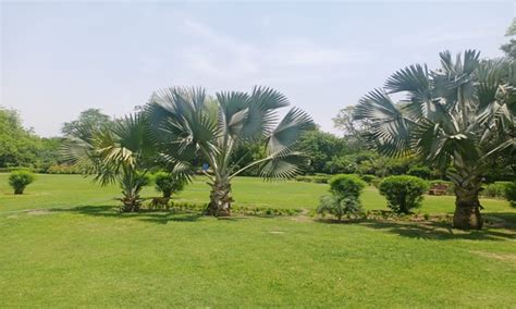 Vijay Mandal Park | DDA