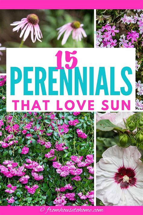 16 full sun perennials low maintenance plants that thrive in sun – Artofit