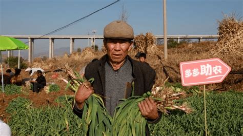 爱心助农“暖冬行动”来帮忙，贵州威宁马大爷的蒜苗卖出去了！_农产品_多多_收购