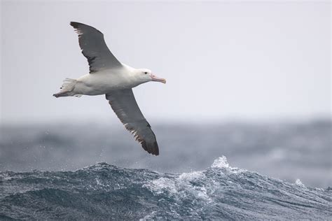 Albatross vs Seagull: Key Differences in Size, Habitat & Behavior ...