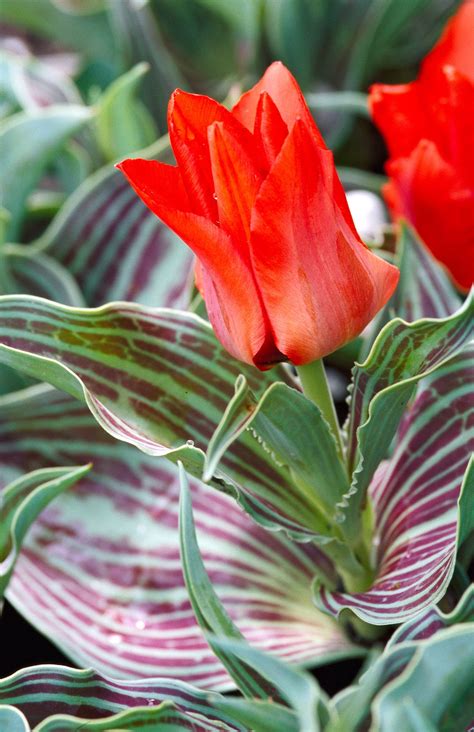 Are Tulips Perennials (Do Tulips Come Back Each Year)?