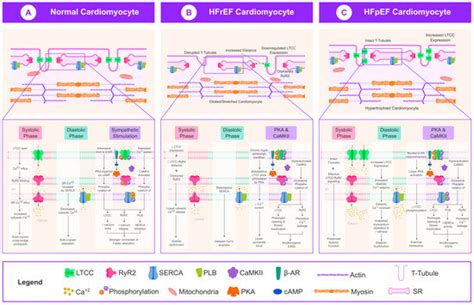 Molecular Mechanisms of L-Type Calcium Channel Dysregulation in Heart ...