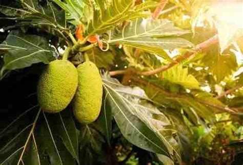 Cloud Farm Breadfruit Plant Price in India - Buy Cloud Farm Breadfruit ...