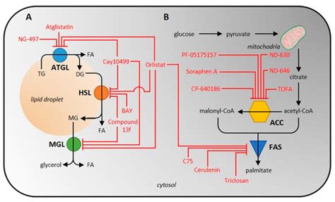 Approaches to Measuring the Activity of Major Lipolytic and Lipogenic ...