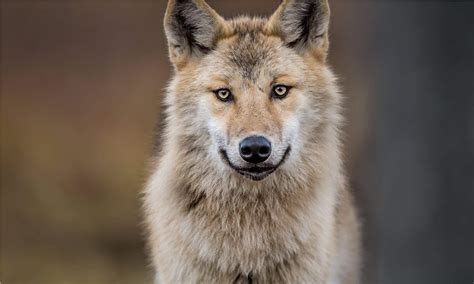 Image result for Wolves Facts