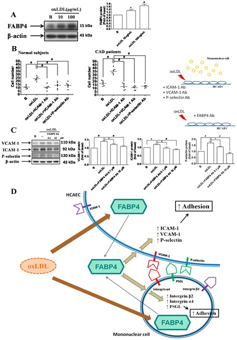 Fatty-Acid-Binding Protein 4 as a Novel Contributor to Mononuclear Cell ...