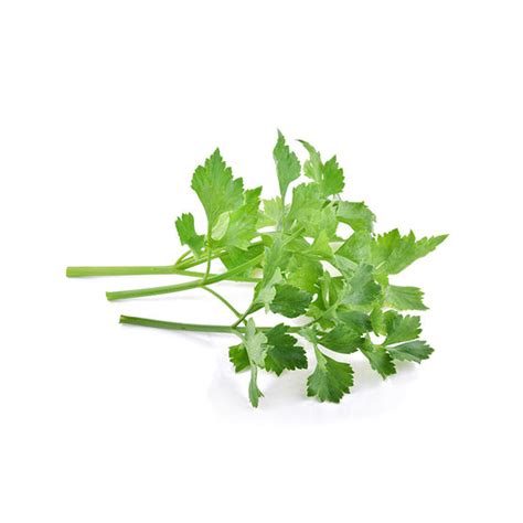 Celery Baby Leaf Seeds | Non-GMO, Non-Hybrid Seeds Online
