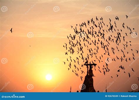 Flocking Behavior of Birds in Evening Stock Image - Image of birds ...