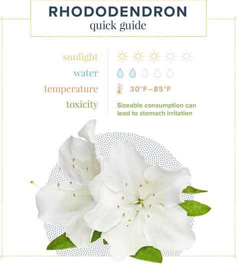 Azalea Care Guide: Growing Information + Tips - ProFlowers Blog