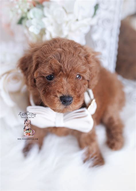 Image result for Teacup Cockapoo