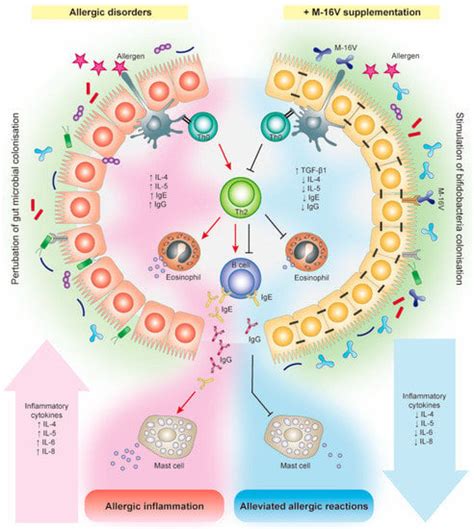 Exploring the Science behind Bifidobacterium breve M-16V in Infant Health