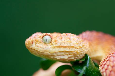 Schlange Giftschlange Grün - Kostenloses Foto auf Pixabay