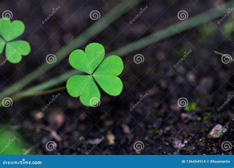 Three Leaf Clover in the Nature - Symbol of Luck Stock Photo - Image of ...