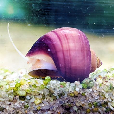 Water Snails