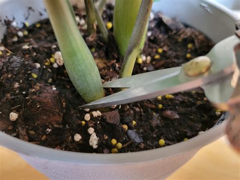 How to Propagate ZZ Plants: Step-By-Step (With Pictures)