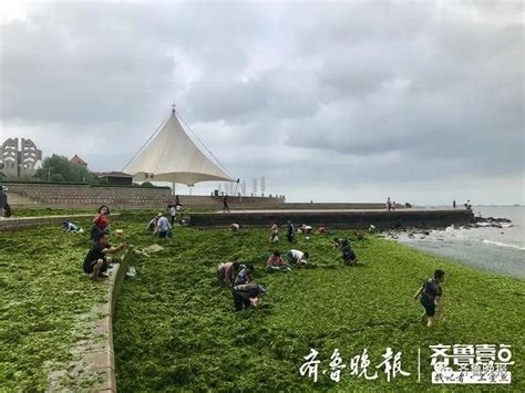 台风过后，青岛烟台海滩上全是海鲜和海菜！吃货们成兜往家扛