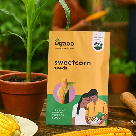 Sweetcorn Seeds – Ugaoo