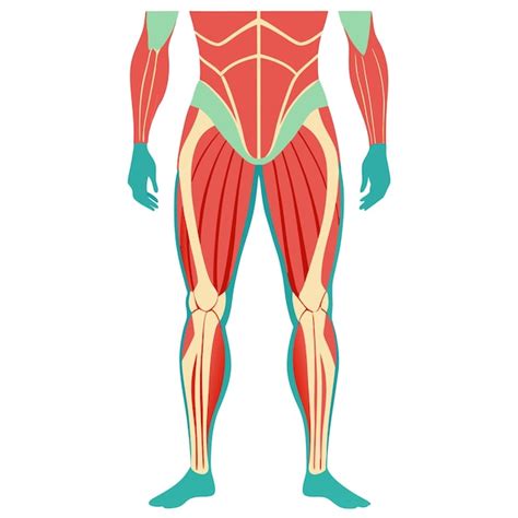 Upper legs muscles anatomy clipart vector art and illustration ...