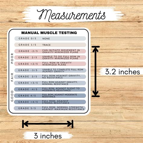 Manual Muscle Testing Sticker, Manual Muscle Testing Reference, MMT ...