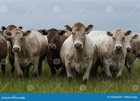 Murray Grey, Angus and Cattle Grazing on Beautiful Pasture Stock Photo ...